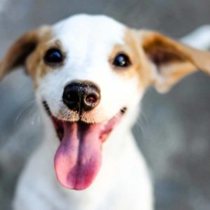 Home - A Forever Home Animal Rescue